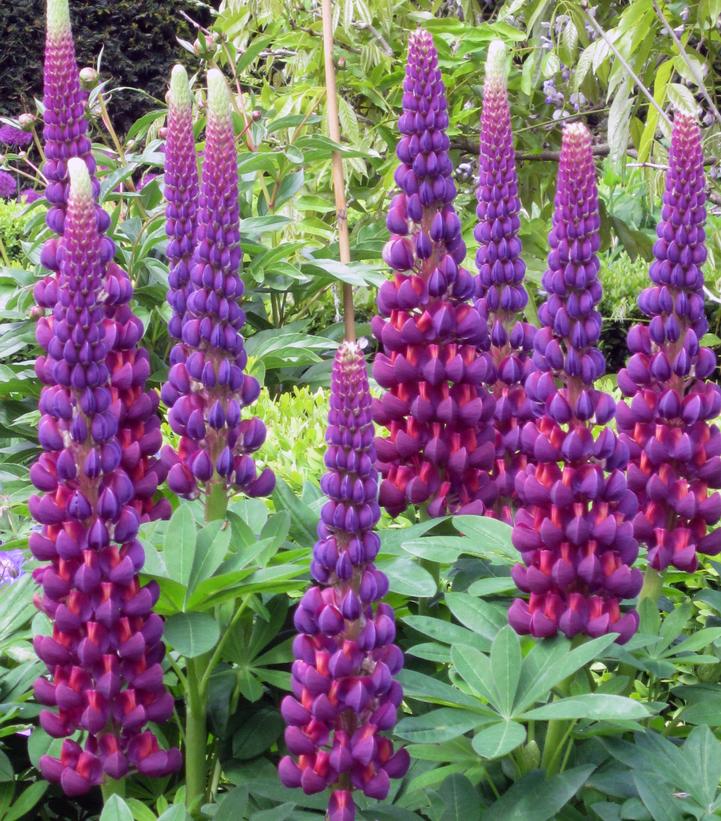 LUPINUS WESTCOUNTRY™ `MASTERPIECE`