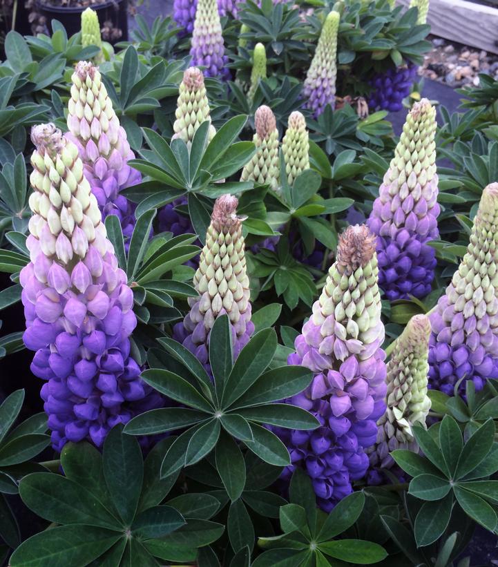 LUPINUS WESTCOUNTRY™ `PERSIAN SLIPPER`