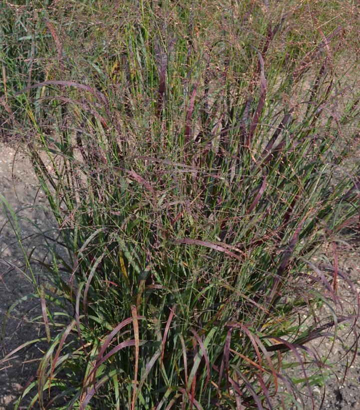 PANICUM VIRGATUM `RED FLAME`