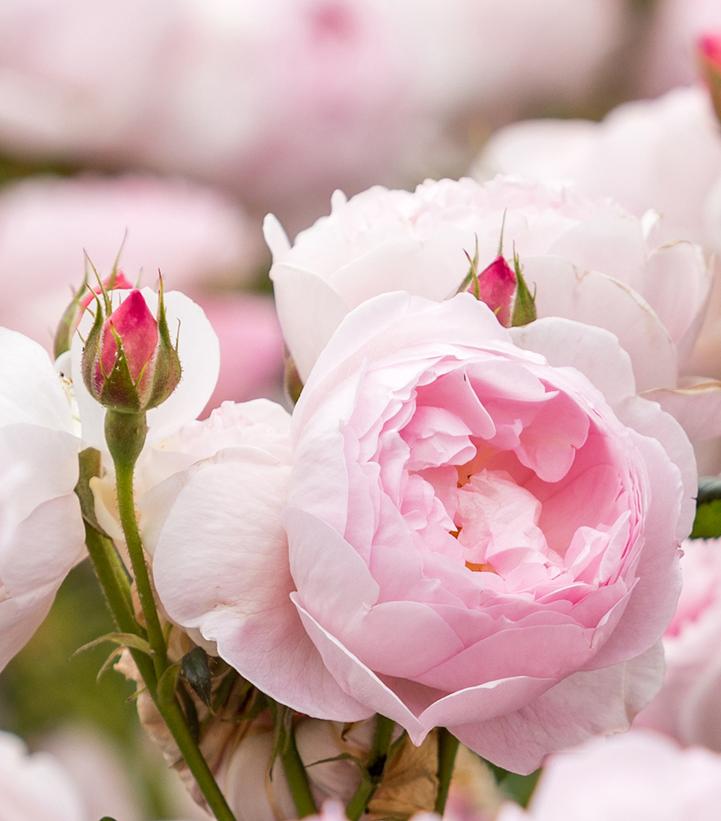 ROSA `SCEPTER`D ISLE`