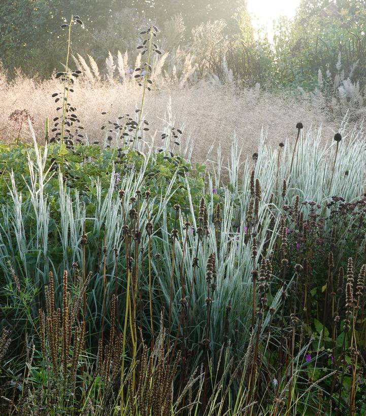 SCHIZACHYRIUM SCOPARIUM `HA HA TONKA`