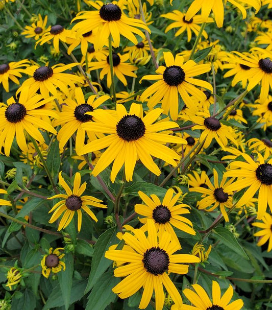 RUDBECKIA FULGIDA `GOLDBLITZ`