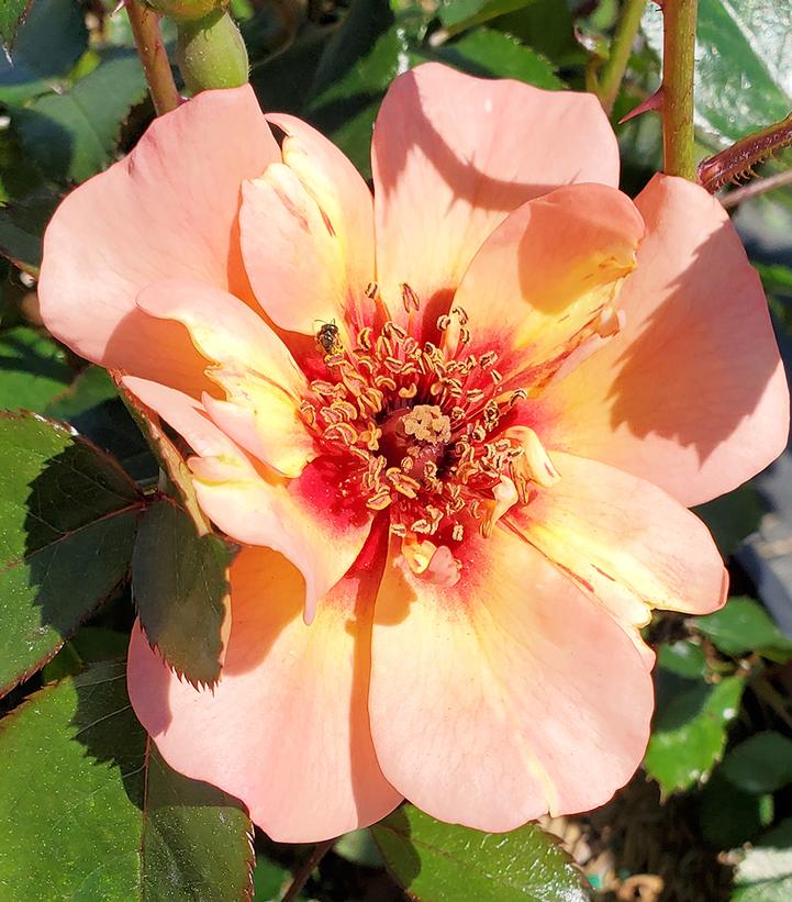 ROSA `FLOWER CARPET PEACH`