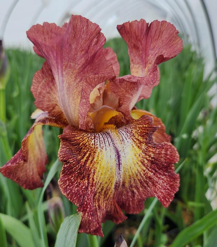 IRIS GERMANICA `PAPRIKA FONO` (RED/YEL)