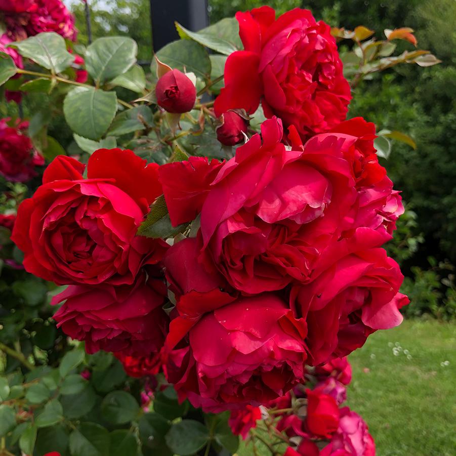 ROSA ARBOROSE `FLORENTINA` - CL