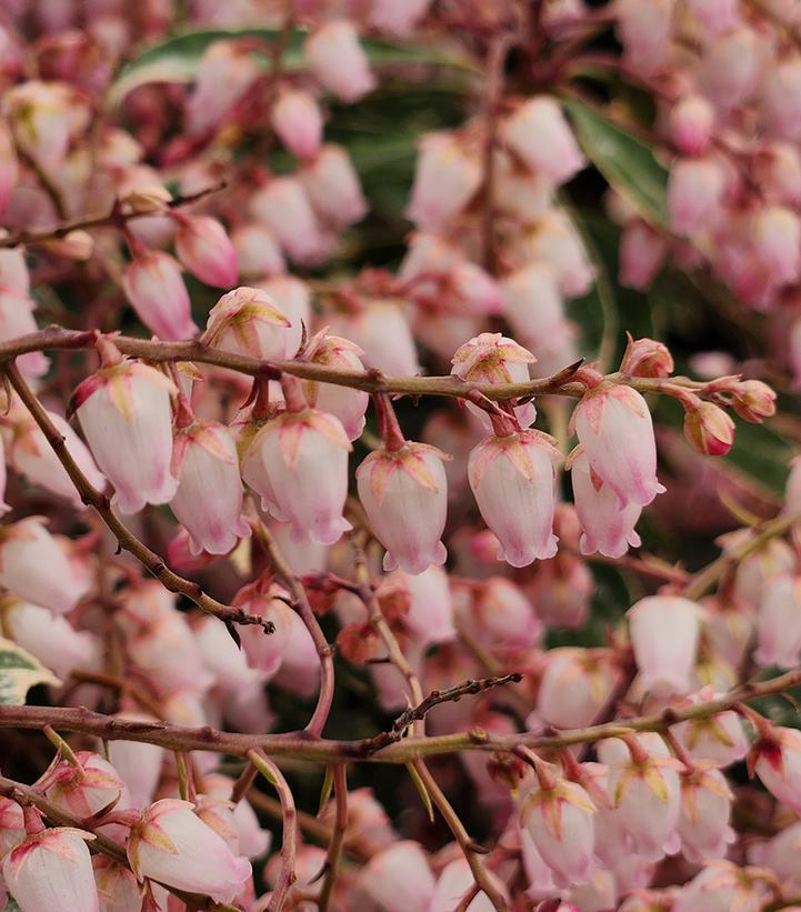 PIERIS JAPONICA `PINK FROST`