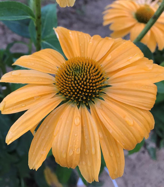ECHINACEA COLOR CODED `ONE IN A MELON`