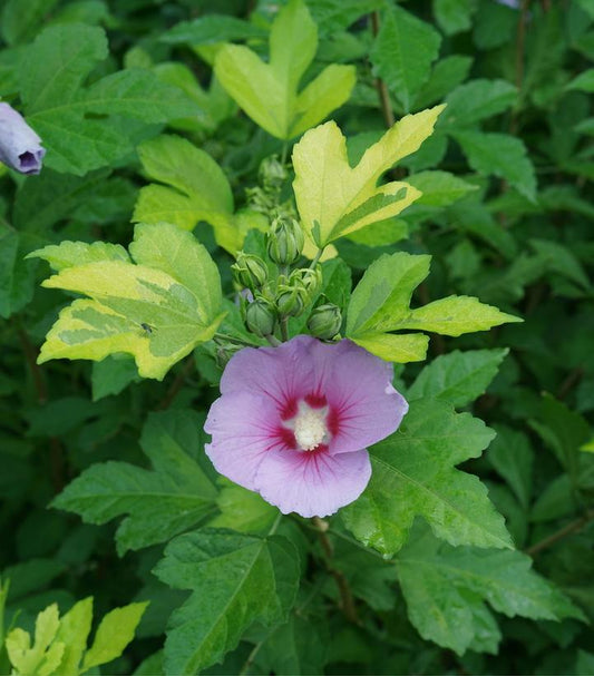 HIBISCUS SYR. PARAPLU `ADORNED`