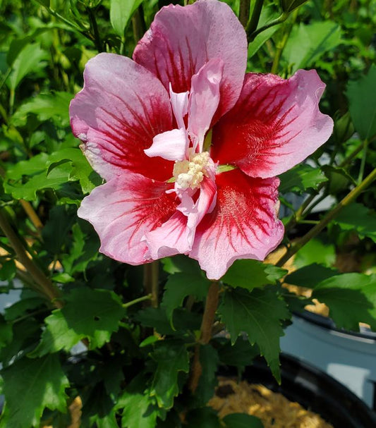 HIBISCUS SYR. `RED PILLAR`