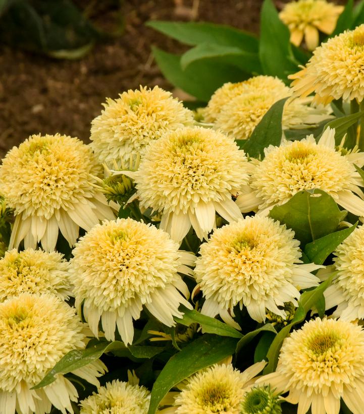 ECHINACEA DOUBLE CODED `BUTTER PECAN`
