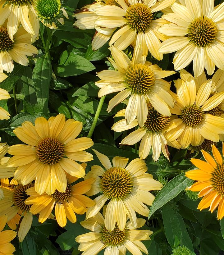 ECHINACEA SUNMAGIC `VINTAGE MANGO`