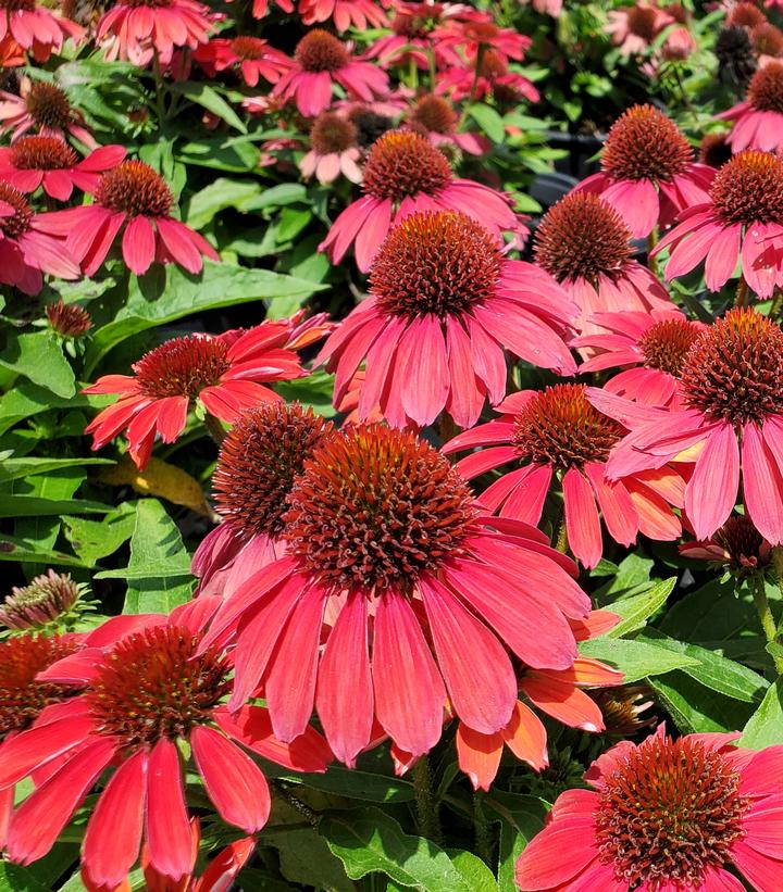 ECHINACEA SUNMAGIC `VINTAGE RUBY`