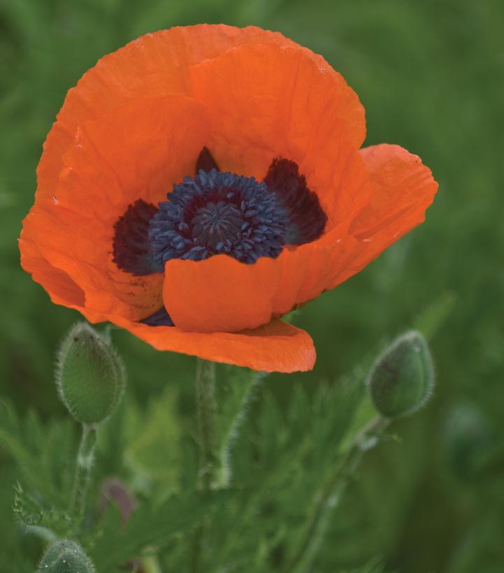 PAPAVER ORIENTALE `PRINCE OF ORANGE`
