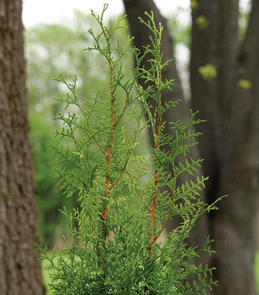 THUJA PLICATA `SUGAR & SPICE`