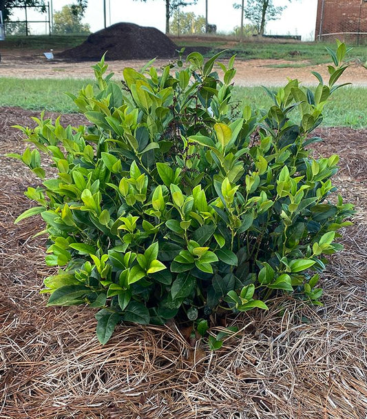 LEUCOTHOE AXILLARIS `LUCKY LEU`