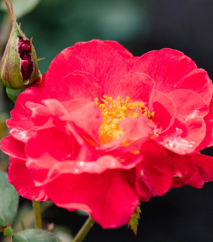 ROSA `CINNAMON HEARTS`