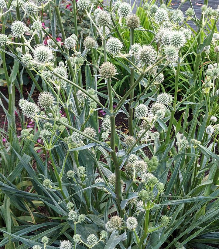 ERYNGIUM YUCCIFOLIUM
