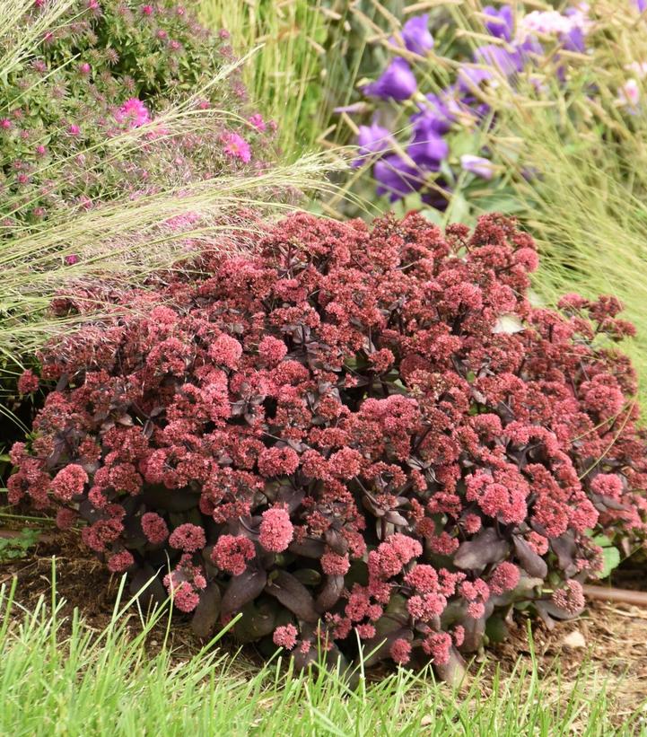 SEDUM ROCK `N GROW `MIDNIGHT VELVET`