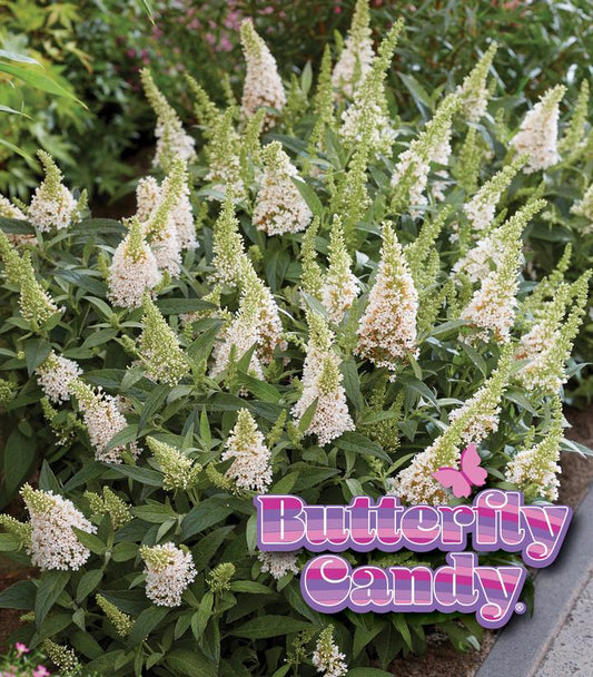 BUDDLEIA DAVIDII BUTTERFLY CANDY `LIL COCONUT`
