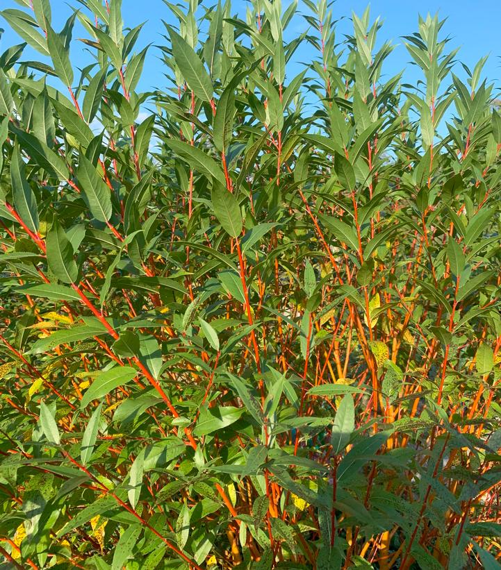 SALIX X `WINTER TORCH`