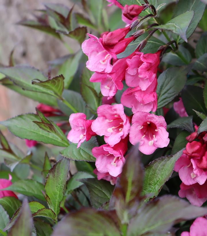 WEIGELA `SONIC BLOOM WINE`