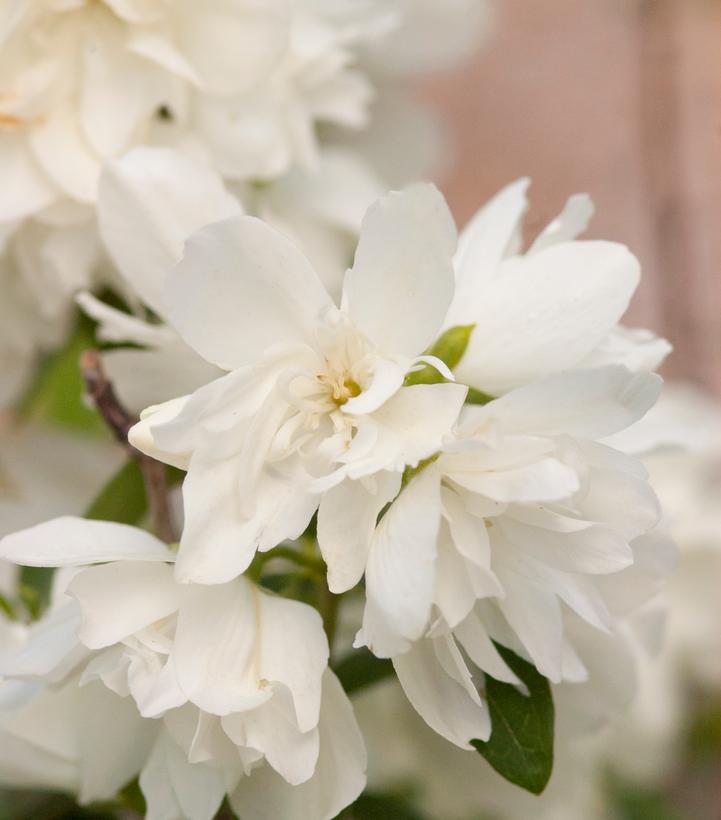 PHILADELPHUS X `SNOWBELLE`