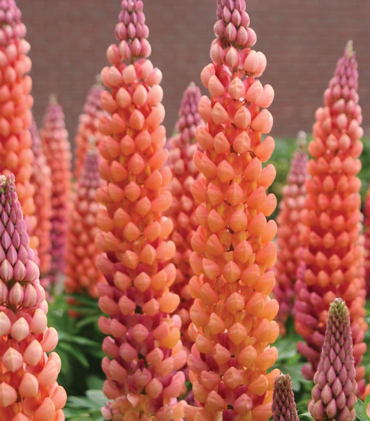 LUPINUS WESTCOUNTRY™ `SALMON STAR`