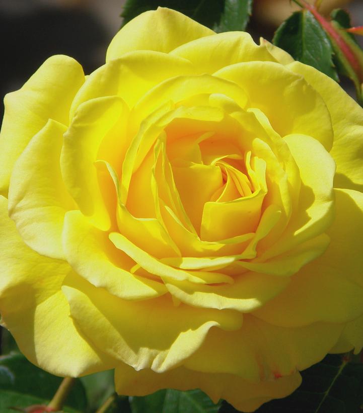 ROSA `TRUE JOY`