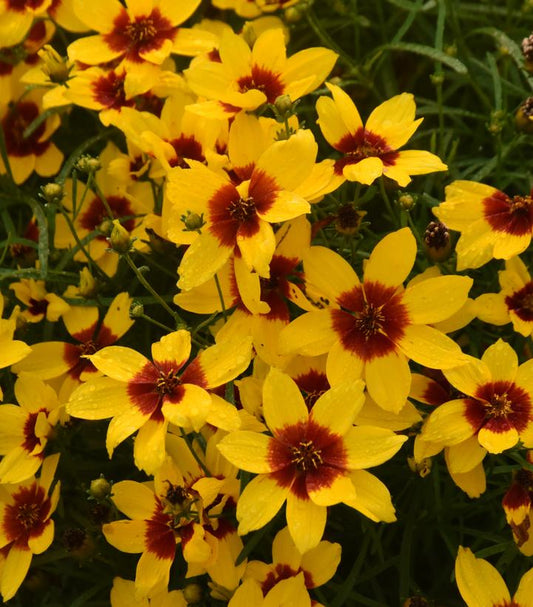 COREOPSIS DESIGNER THREADS® `GOLDEN NEEDLES`