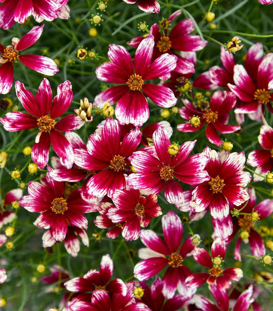 COREOPSIS DESIGNER THREADS® `HEARTSTRINGS`