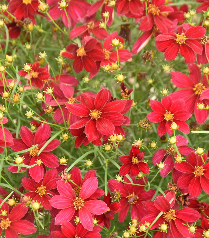 COREOPSIS DESIGNER THREADS® `SCARLET RIBBONS`