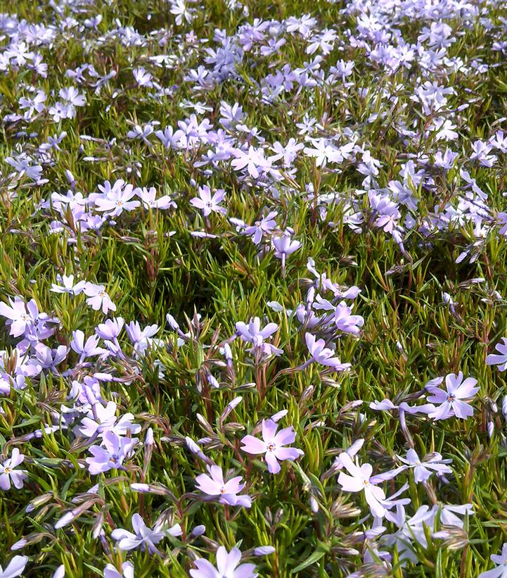 PHLOX SUBULATA `FORT HILL`