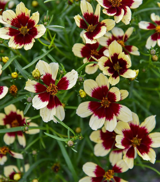 COREOPSIS DESIGNER THREADS® `CREAMY CALICO`