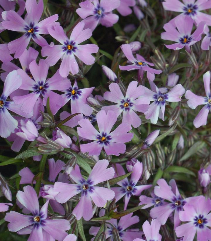 PHLOX SUBULATA `PURPLE BEAUTY`