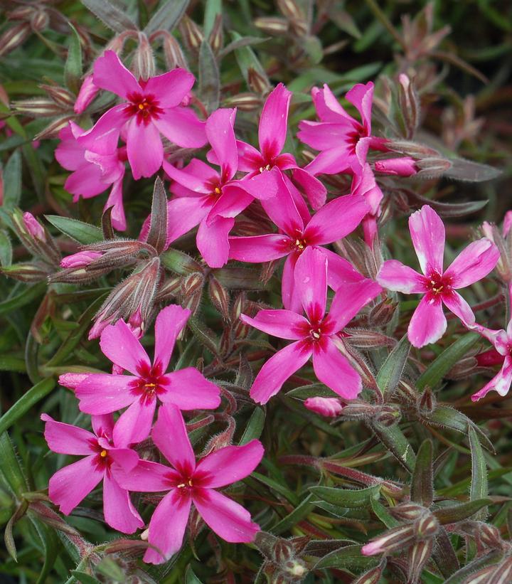 PHLOX SUBULATA `SCARLET FLAME`