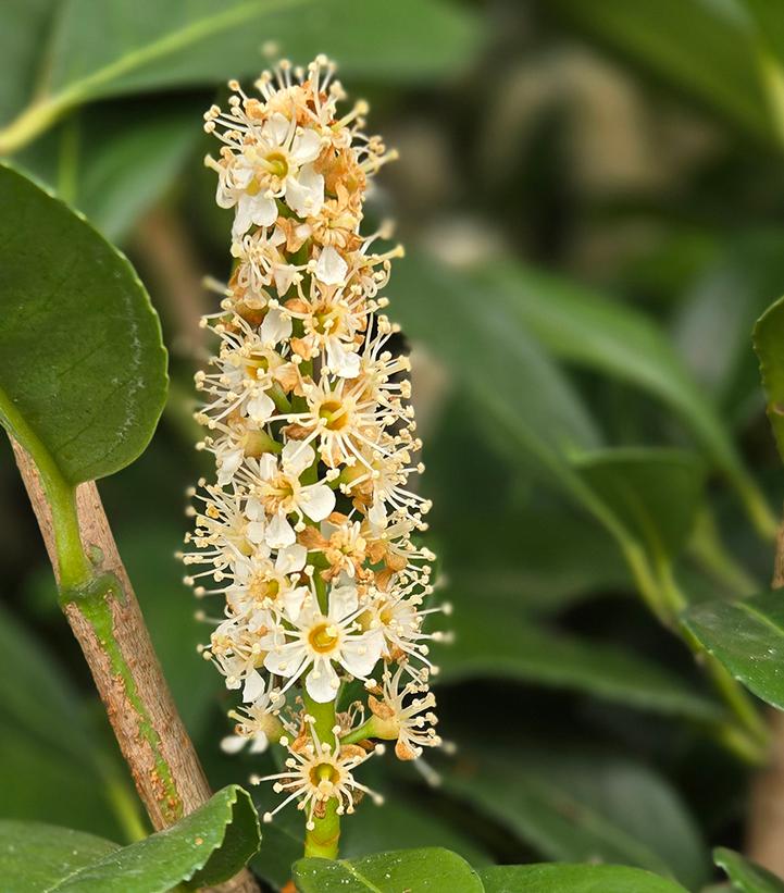PRUNUS LAUROCERASUS `NANA`-Cherry Laurel