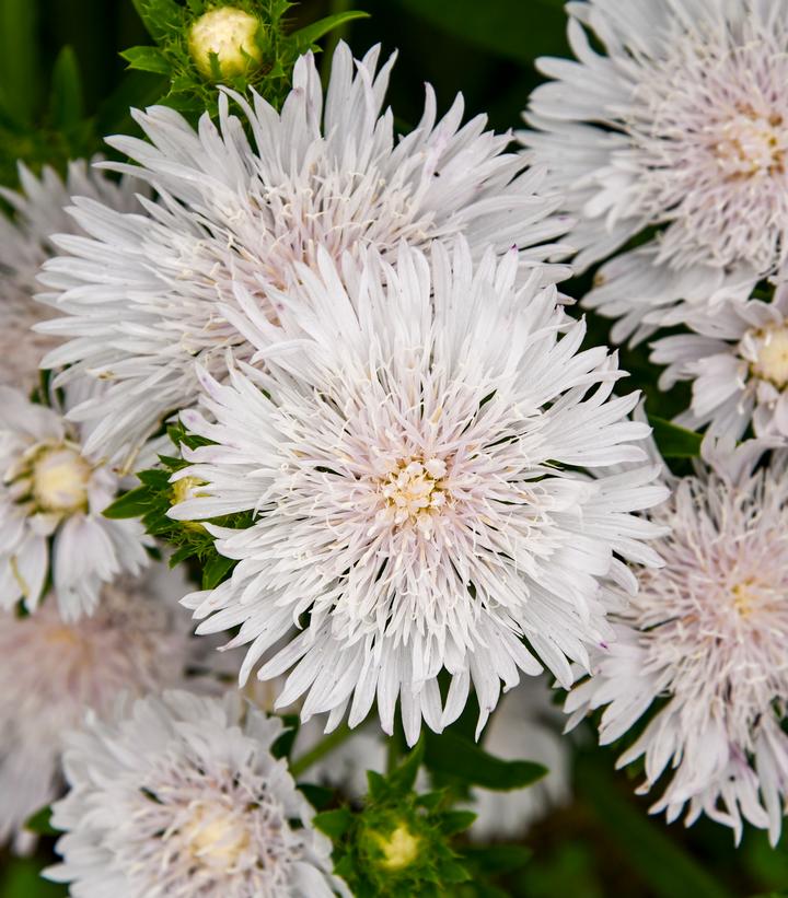 STOKESIA TOTALLY STOKED™ `WHITECAPS`