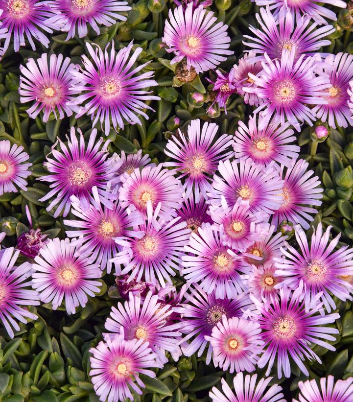 DELOSPERMA KALEIDOSCOPE™ `PINK RADIANCE`