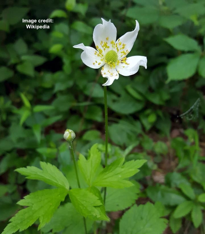 ANEMONE VIRGINIANA