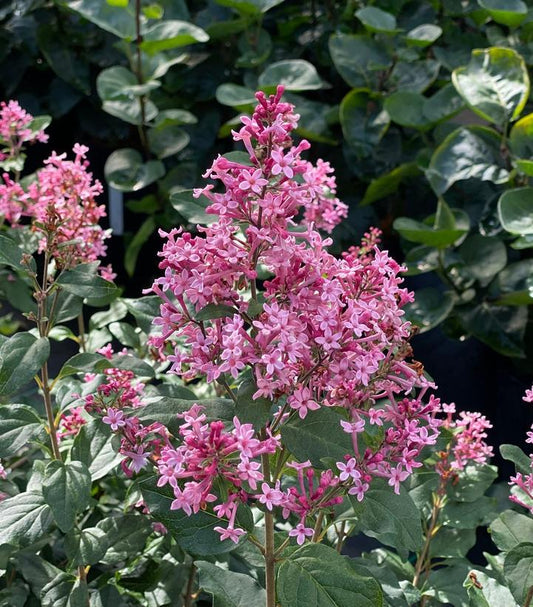 SYRINGA X BLOOMERANG `BALLET`