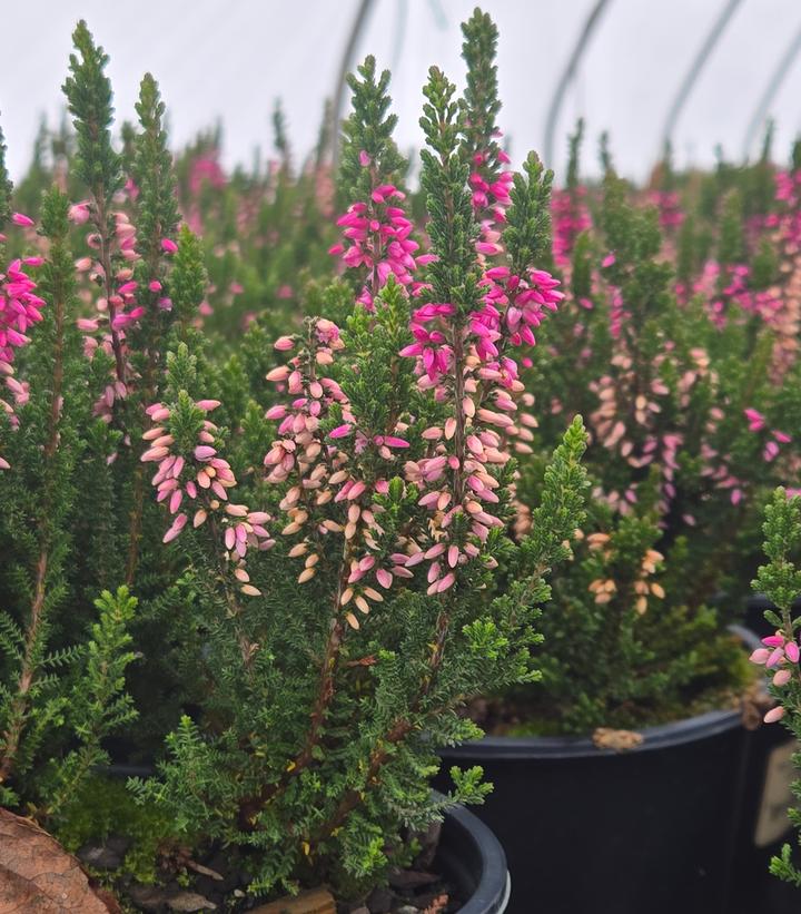 CALLUNA VULGARIS BEAUTY LADIES PINK