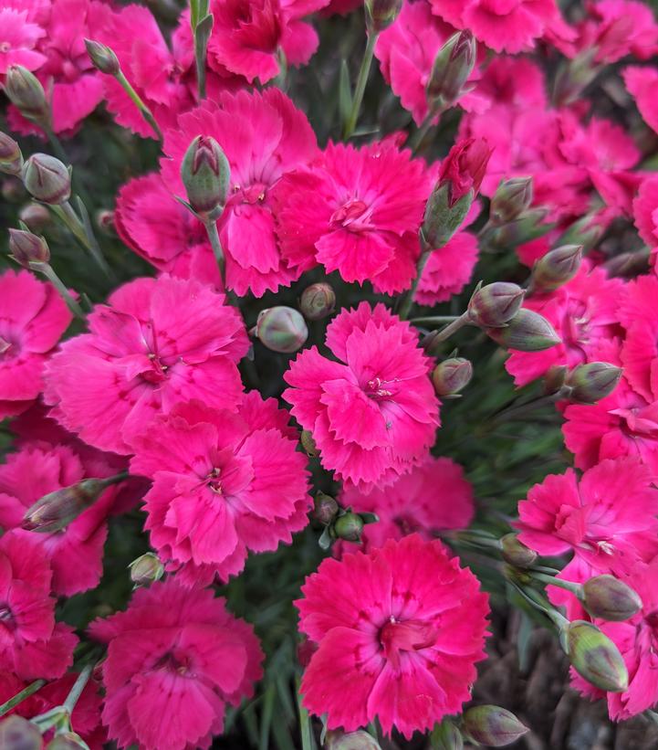 DIANTHUS GLAMOUR TIME™
