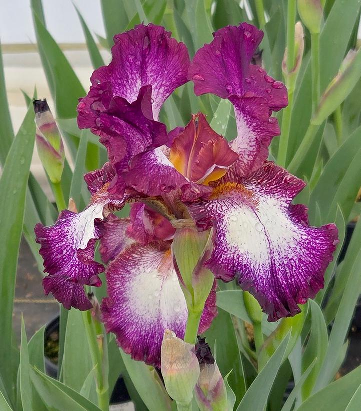 IRIS GERMANICA `TENNISON RIDGE` (PLUM)