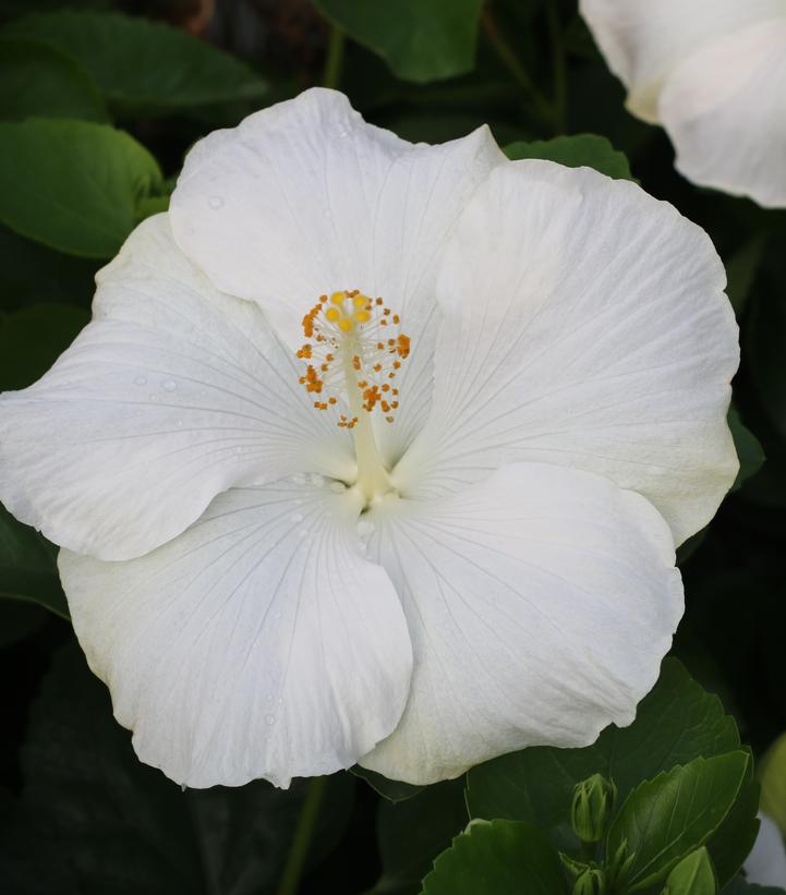 HIBISCUS HOLLYWOOD HIBISCUS® EARTH ANGEL™