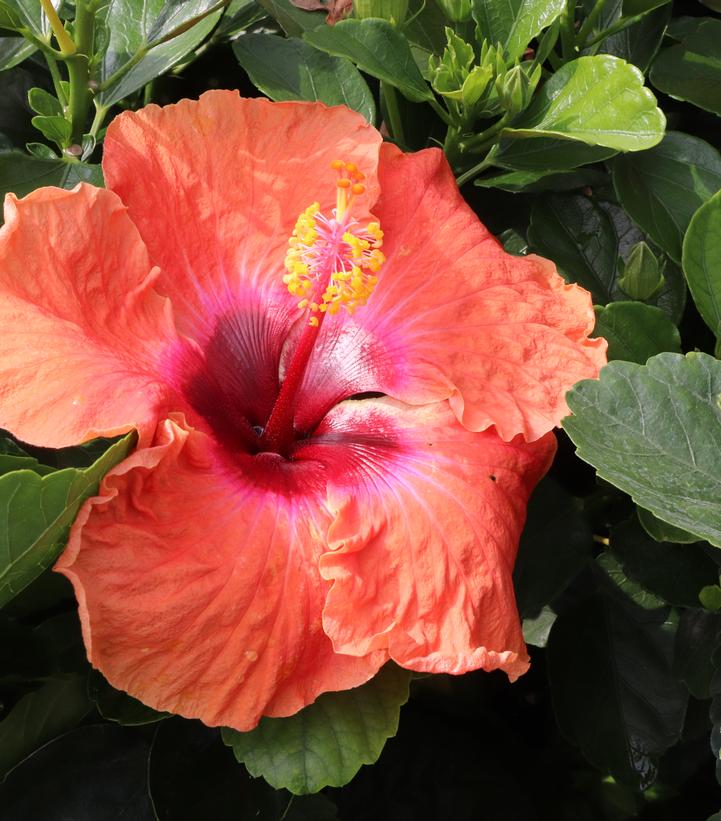 HIBISCUS HOLLYWOOD HIBISCUS® DISCO DIVA™