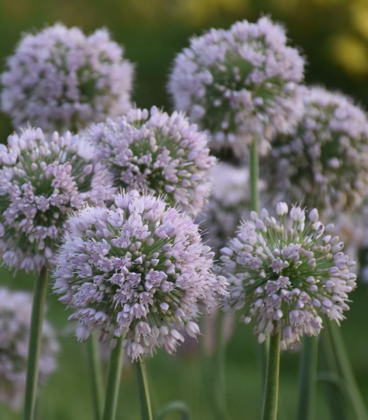 ALLIUM `BOBBLEHEAD`
