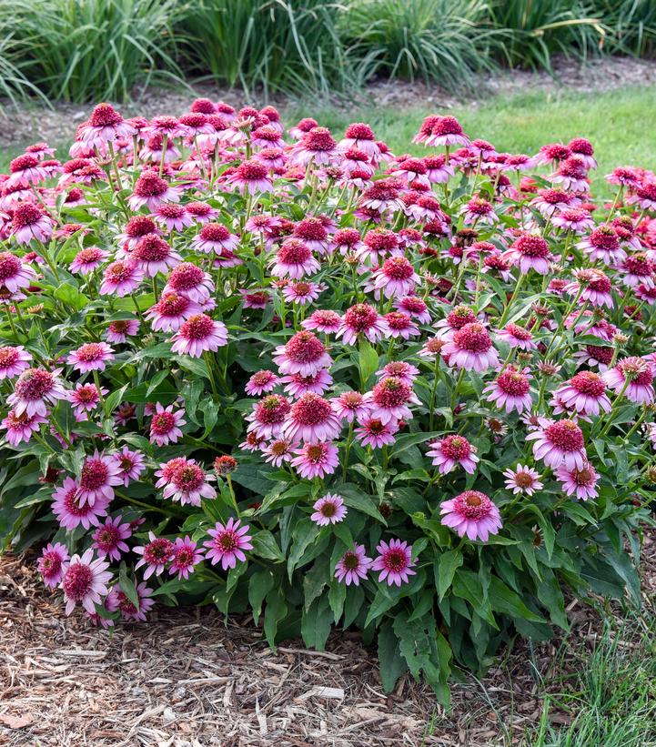 ECHINACEA DOUBLE CODED `EVERYTHING'S ROSY`