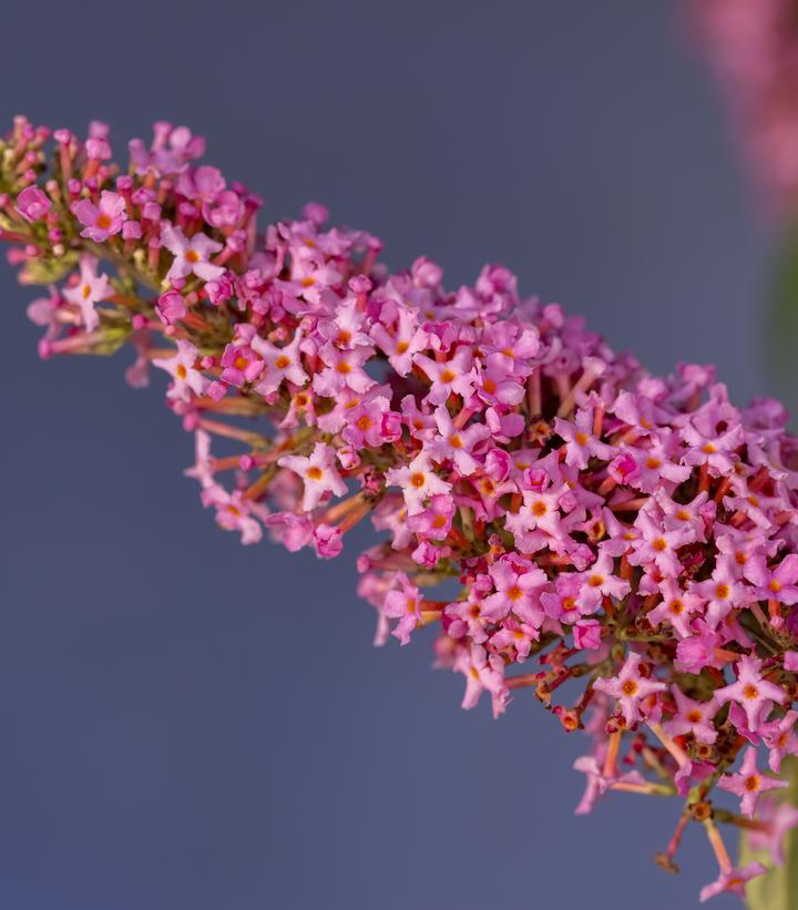 BUDDLEIA DAVIDII `TRIPPY PINK`