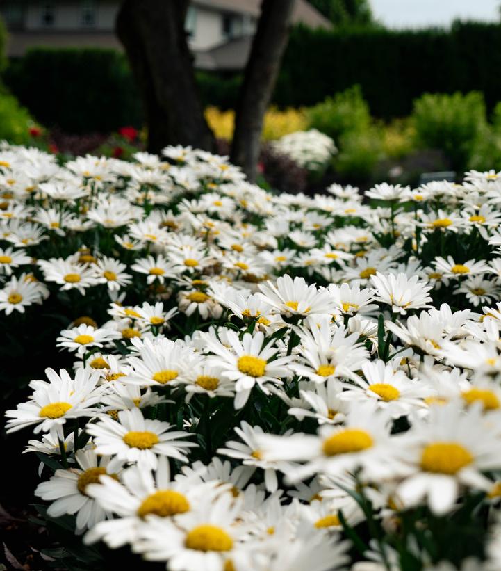 LEUCANTHEMUM OOH LA™ LaGRANDE