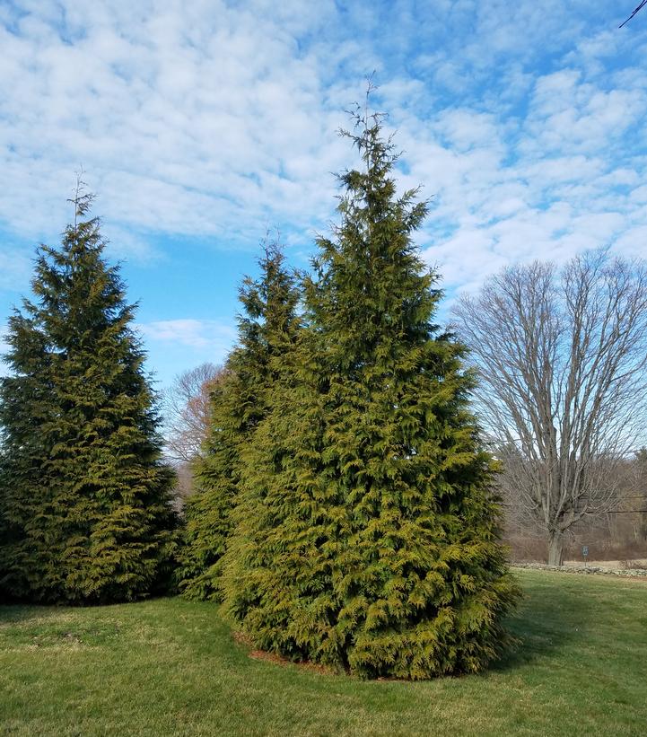 THUJA pl. Green Giant-Hybrid arborvitae